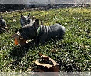 French Bulldog Puppy for sale in MIDLOTHIAN, IL, USA