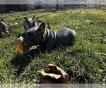 Small Photo #1 French Bulldog Puppy For Sale in MIDLOTHIAN, IL, USA