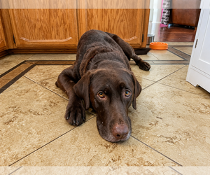 Labrador Retriever Dogs for adoption in Clovis, CA, USA