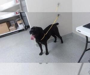 Rottweiler-Unknown Mix Dogs for adoption in Pasadena, TX, USA