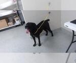 Small Rottweiler Mix