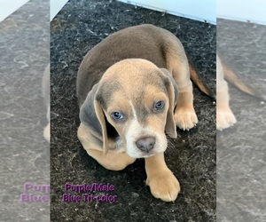 Beagle Puppy for sale in BASTROP, TX, USA