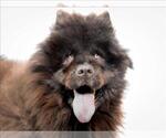 Small #1 Chow Chow