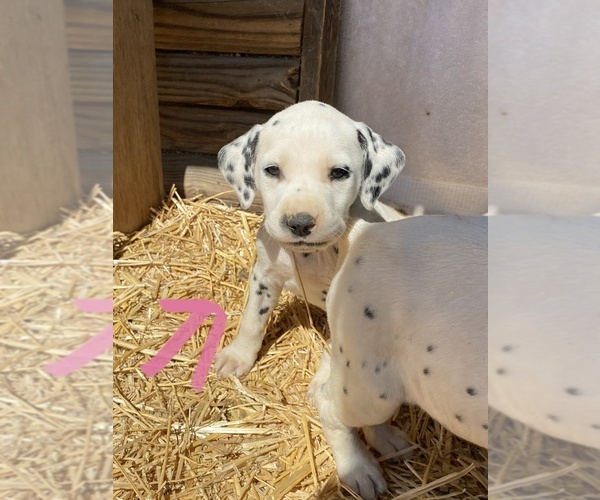 Medium Photo #5 Dalmatian Puppy For Sale in RICHLAND, IN, USA