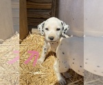 Small Photo #5 Dalmatian Puppy For Sale in RICHLAND, IN, USA