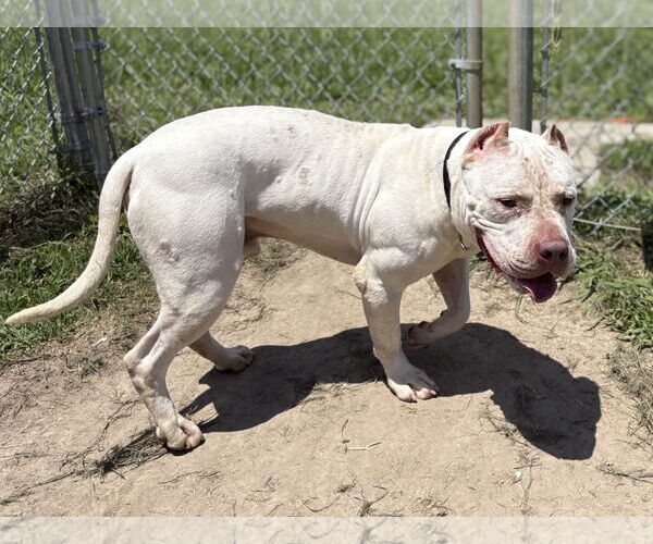 Medium Photo #6 American Pit Bull Terrier Puppy For Sale in Virginia Beach, VA, USA