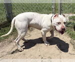 Small #5 American Pit Bull Terrier