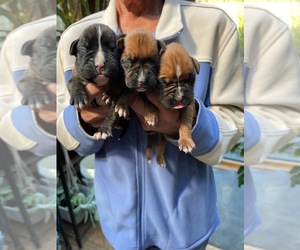 Boxer Puppy for Sale in HINSDALE, Massachusetts USA