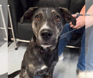 Borador Dogs for adoption in Gilberts, IL, USA