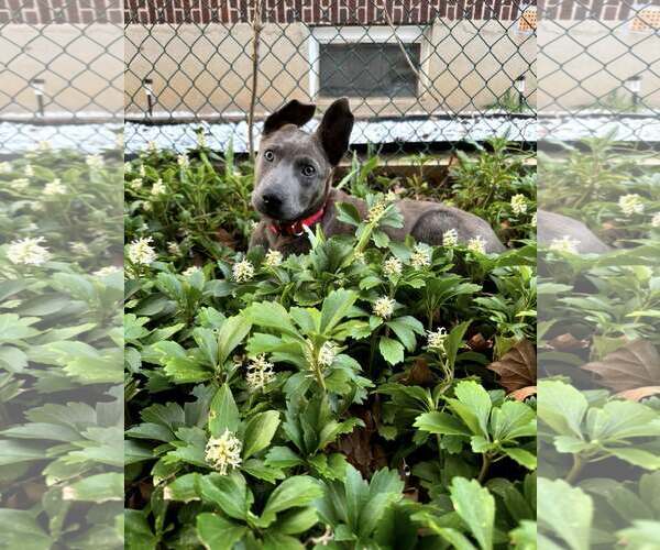 Medium Photo #4 Mutt Puppy For Sale in Nazareth, PA, USA