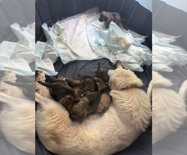 Medium Photo #7 German Shepherd Dog-Great Pyrenees Mix Puppy For Sale in LINDEN, VA, USA
