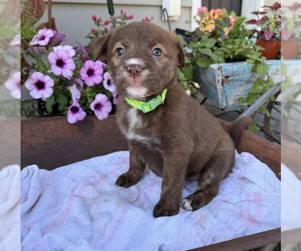 Medium Photo #1 Labrador Retriever-Unknown Mix Puppy For Sale in Duluth, MN, USA