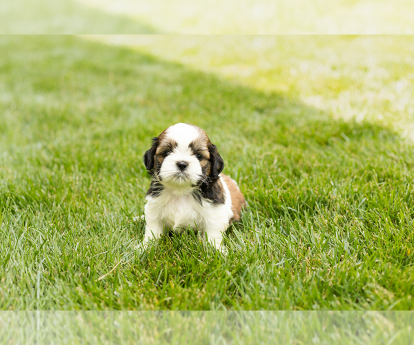 Medium Photo #4 Shih Tzu Puppy For Sale in NAPPANEE, IN, USA