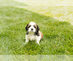 Small #3 Shih Tzu