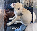 Small Photo #4 Black Mouth Cur-Labrador Retriever Mix Puppy For Sale in Des Moines, IA, USA