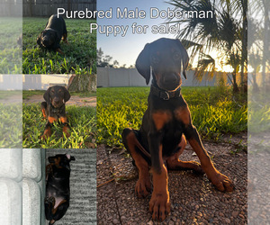 Doberman Pinscher Puppy for sale in SARASOTA, FL, USA