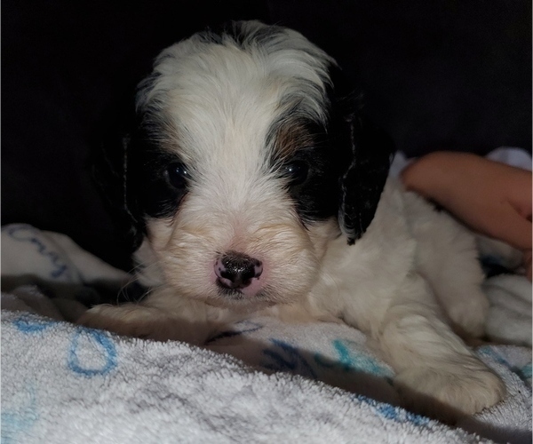 Medium Photo #27 Bernedoodle (Miniature) Puppy For Sale in LEETONIA, OH, USA