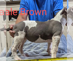 Small Photo #2 American Bully Puppy For Sale in MILILANI, HI, USA