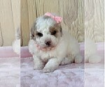 Small #7 Maltipoo (Miniature)