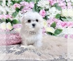 Small #50 Maltese