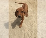 Small Photo #10 Rhodesian Ridgeback Puppy For Sale in MORONGO VALLEY, CA, USA