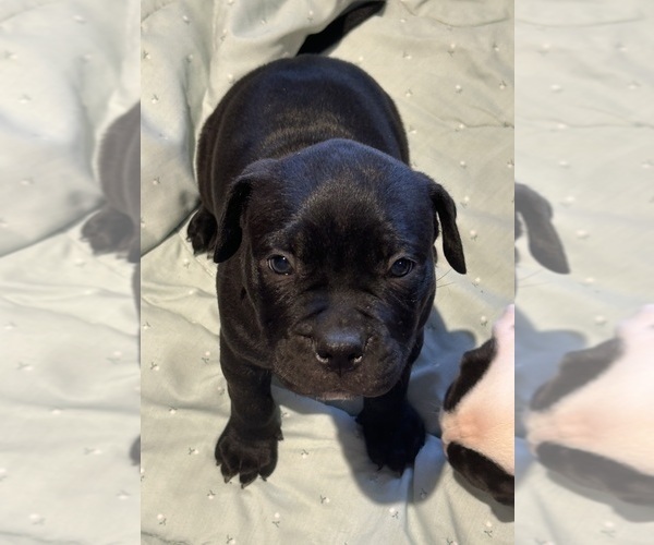 Medium Photo #6 American Bully Puppy For Sale in IRMO, SC, USA