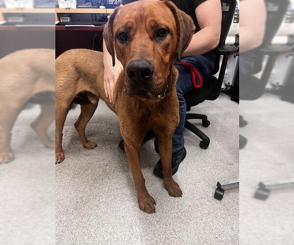 Medium Photo #1 Rhodesian Ridgeback-Unknown Mix Puppy For Sale in Alameda, CA, USA