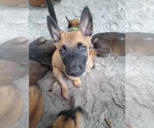 Belgian Malinois Puppy for sale in LAKE CITY, FL, USA