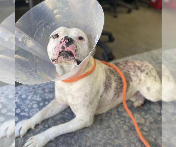 Medium Photo #1 American Pit Bull Terrier Puppy For Sale in Camarillo, CA, USA