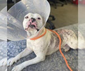 American Pit Bull Terrier Dogs for adoption in Camarillo, CA, USA