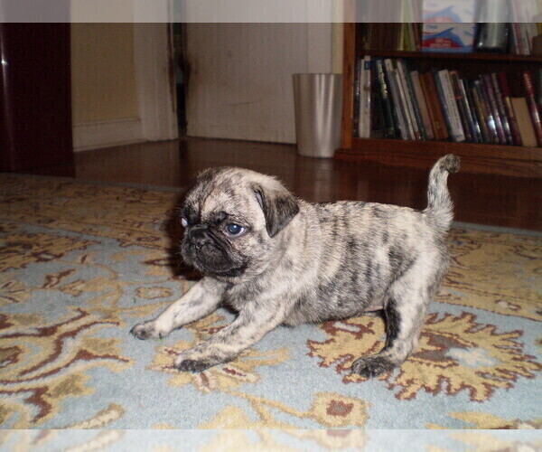Medium Photo #3 Pug Puppy For Sale in NEW CASTLE, IN, USA