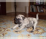 Small Photo #3 Pug Puppy For Sale in NEW CASTLE, IN, USA