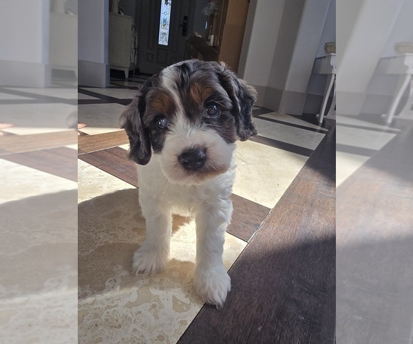 Medium Photo #3 Cavapoo Puppy For Sale in CITRUS HEIGHTS, CA, USA