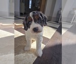 Small #2 Cavapoo