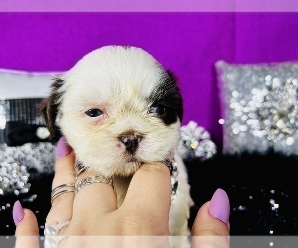Medium Photo #9 Shih Tzu Puppy For Sale in HAYWARD, CA, USA