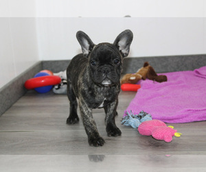 French Bulldog Puppy for sale in OKLAHOMA CITY, OK, USA
