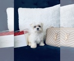 Small Photo #4 Maltese Puppy For Sale in EASLEY, SC, USA