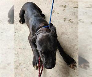Staffordshire Bull Terrier-Unknown Mix Dogs for adoption in Temple, TX, USA