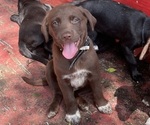 Small #4 Lab-Pointer