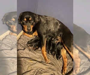 Mother of the Rottweiler puppies born on 01/16/2022