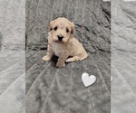 Small #5 Maltipoo (Miniature)