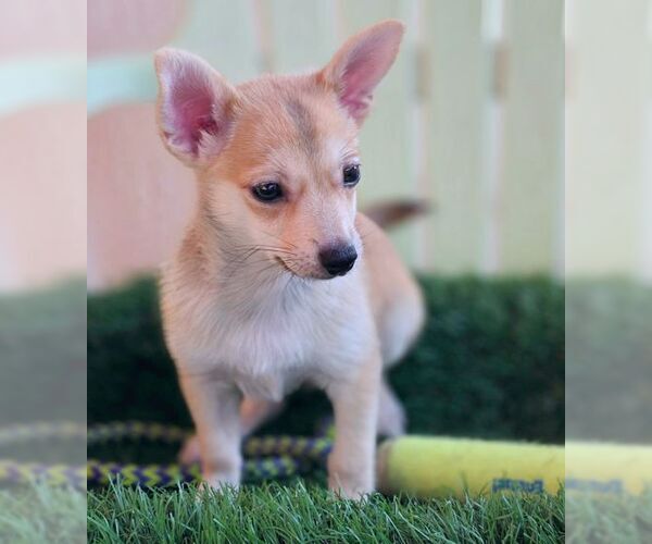 Medium Photo #4 Chiranian Puppy For Sale in Tustin, CA, USA