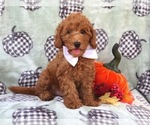 Small Photo #8 Cavapoo-Poodle (Miniature) Mix Puppy For Sale in LAKELAND, FL, USA