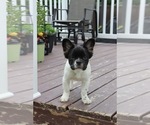 Small Photo #1 French Bulldog Puppy For Sale in St Jean-Sur-Richelieu, Quebec, Canada