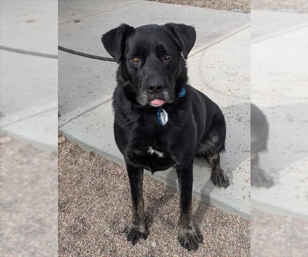 Medium Photo #1 Shepradors Puppy For Sale in Fort Collins, CO, USA