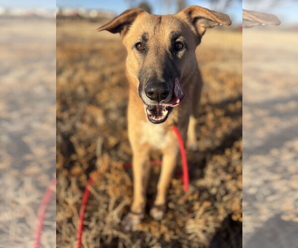 Medium Photo #5 Mutt Puppy For Sale in Las Vegas, NM, USA