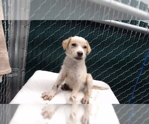 Mutt Dogs for adoption in Downey, CA, USA