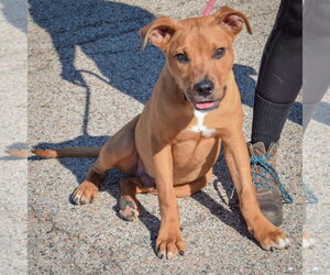 Mercer - Male American Staffordshire Terrier-Rottweiler Mix Dog for Adoption - Photo #2