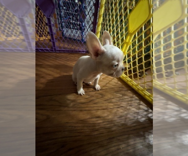 Medium Photo #10 French Bulldog Puppy For Sale in WEST DEPTFORD, NJ, USA