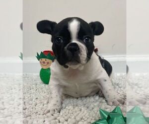 French Bulldog Puppy for sale in JOHNS ISLAND, SC, USA